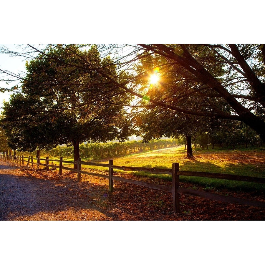 Dreamland Vineyard Poster Print by Michael Broom-VARPDXB3613D Image 1