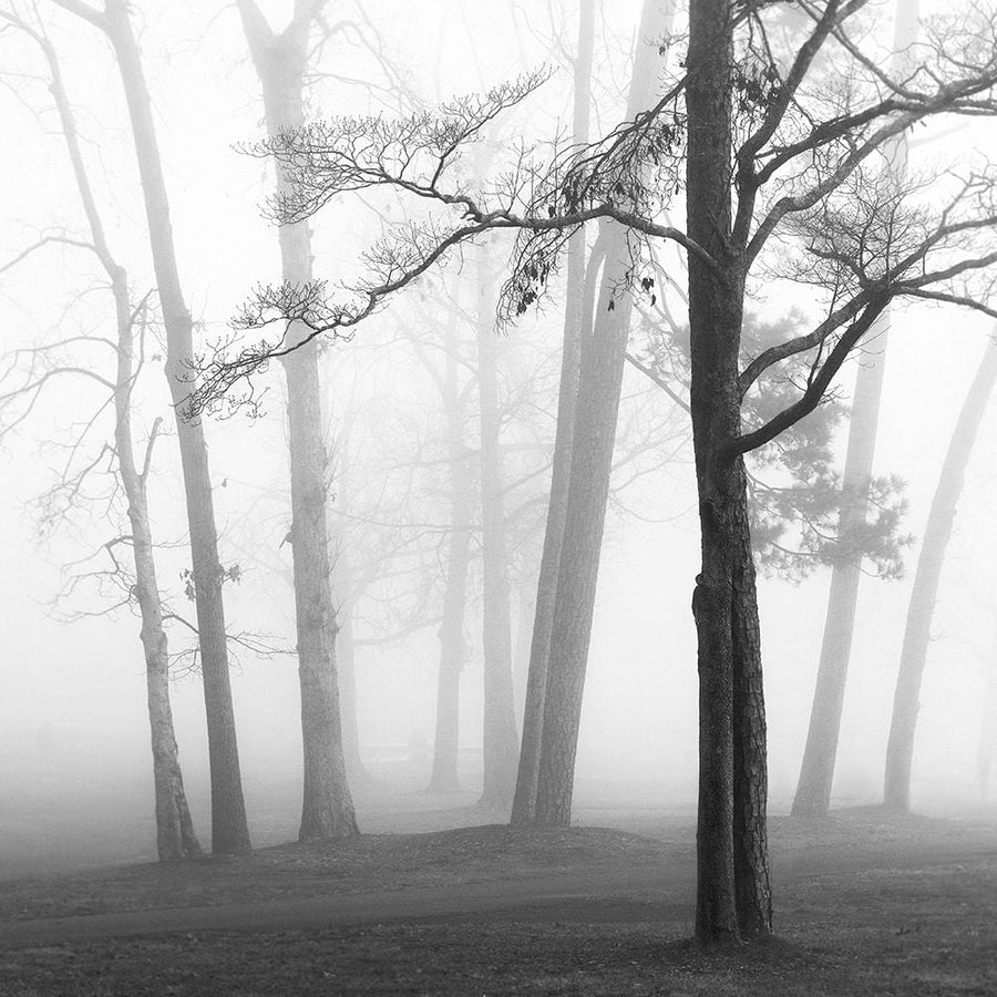 Ethereal Trees Poster Print by Nicholas Bell-VARPDXB3794D Image 1