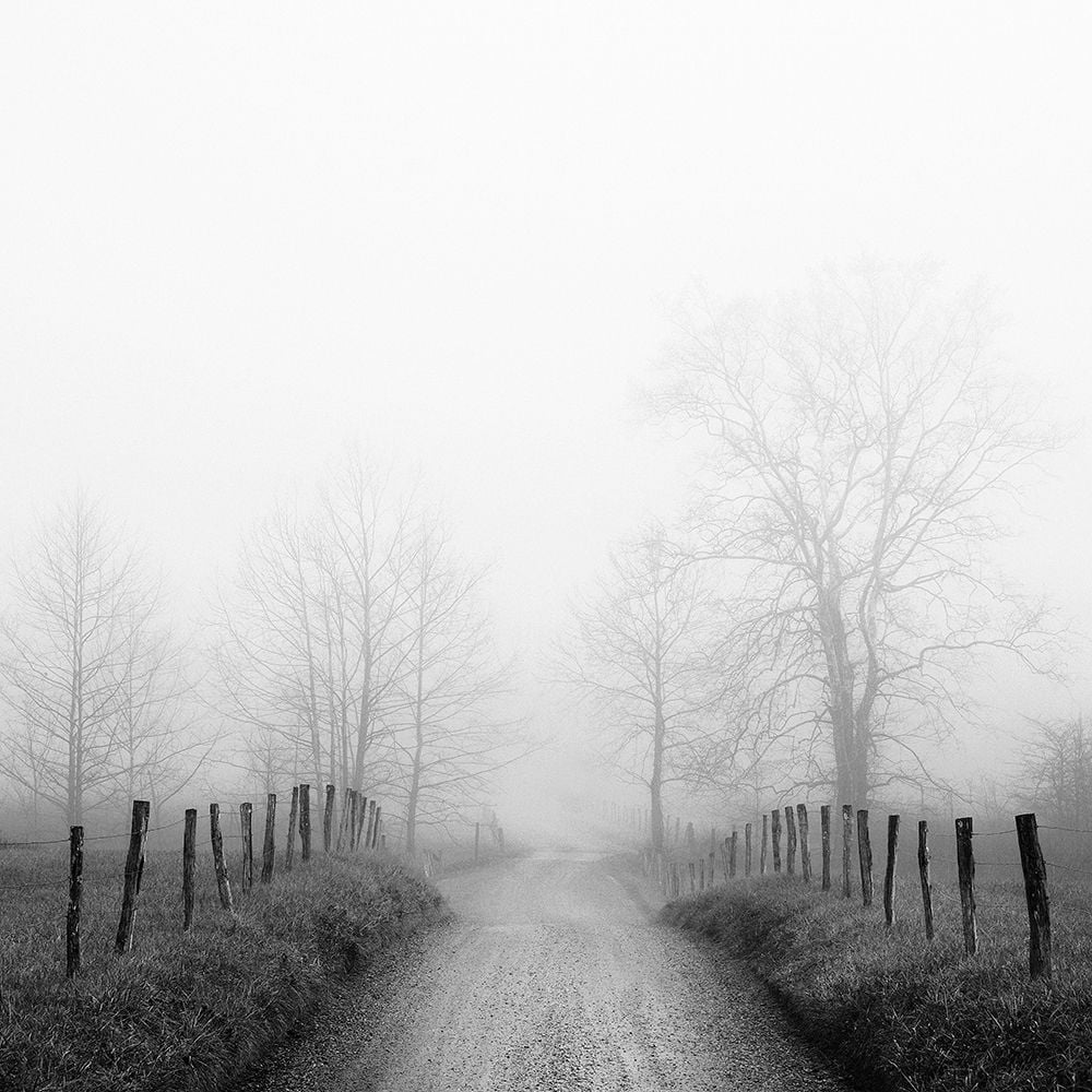 Sparks Lane in Fog Poster Print by Nicholas Bell-VARPDXB3795D Image 1