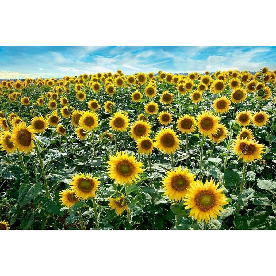 Cotona Sunflowers 1 Poster Print by Alan Blaustein-VARPDXB4036D Image 1