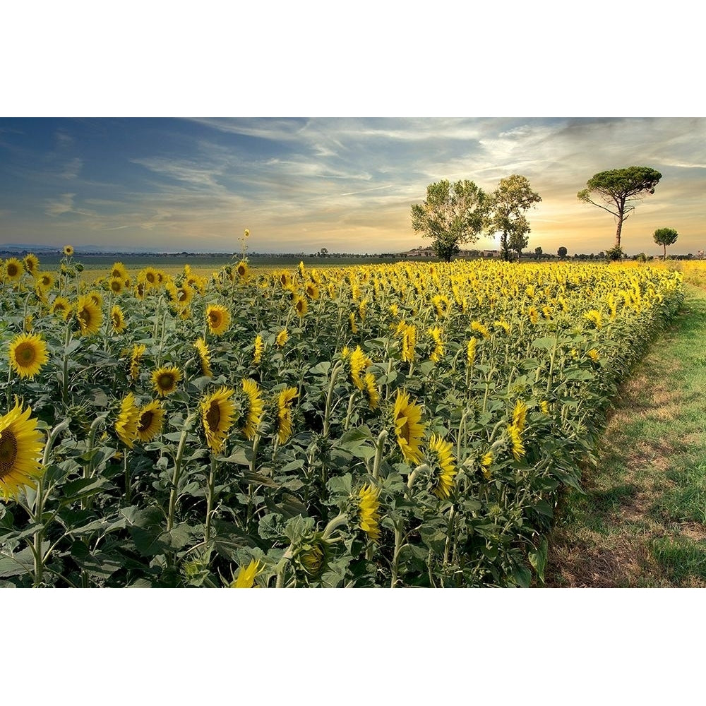 Cotona Sunflowers 3 Poster Print by Alan Blaustein-VARPDXB4038D Image 1