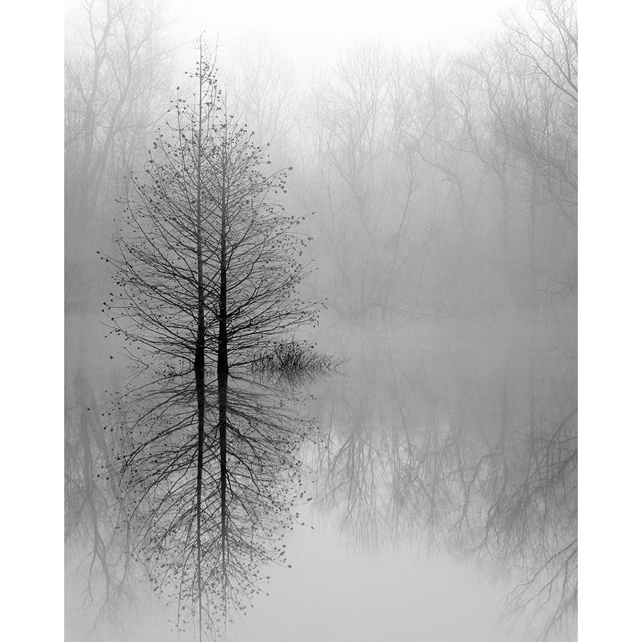 Lake Trees in Winter Fog Poster Print - Nicholas Bell-VARPDXB4240D Image 1