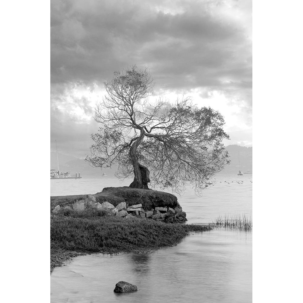 Coastal Oak Series No. 1 Poster Print - Alan Blaustein-VARPDXB4299D Image 1