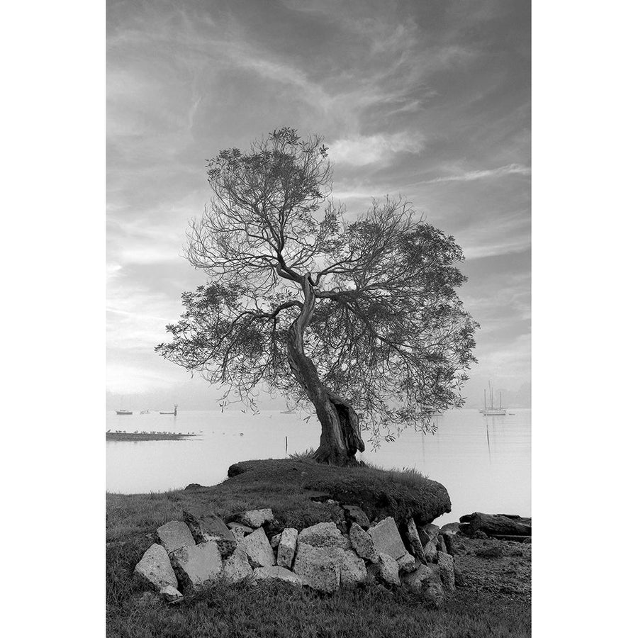 Coastal Oak Series No. 2 Poster Print - Alan Blaustein-VARPDXB4300D Image 1