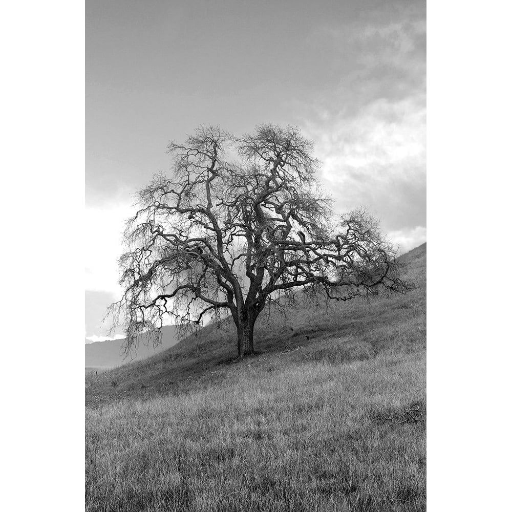 Coastal Oak Series No. 17 Poster Print - Alan Blaustein-VARPDXB4304D Image 1