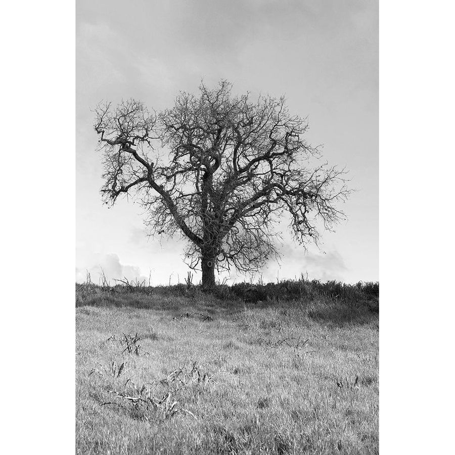 Coastal Oak Series No. 30 Poster Print - Alan Blaustein-VARPDXB4311D Image 1