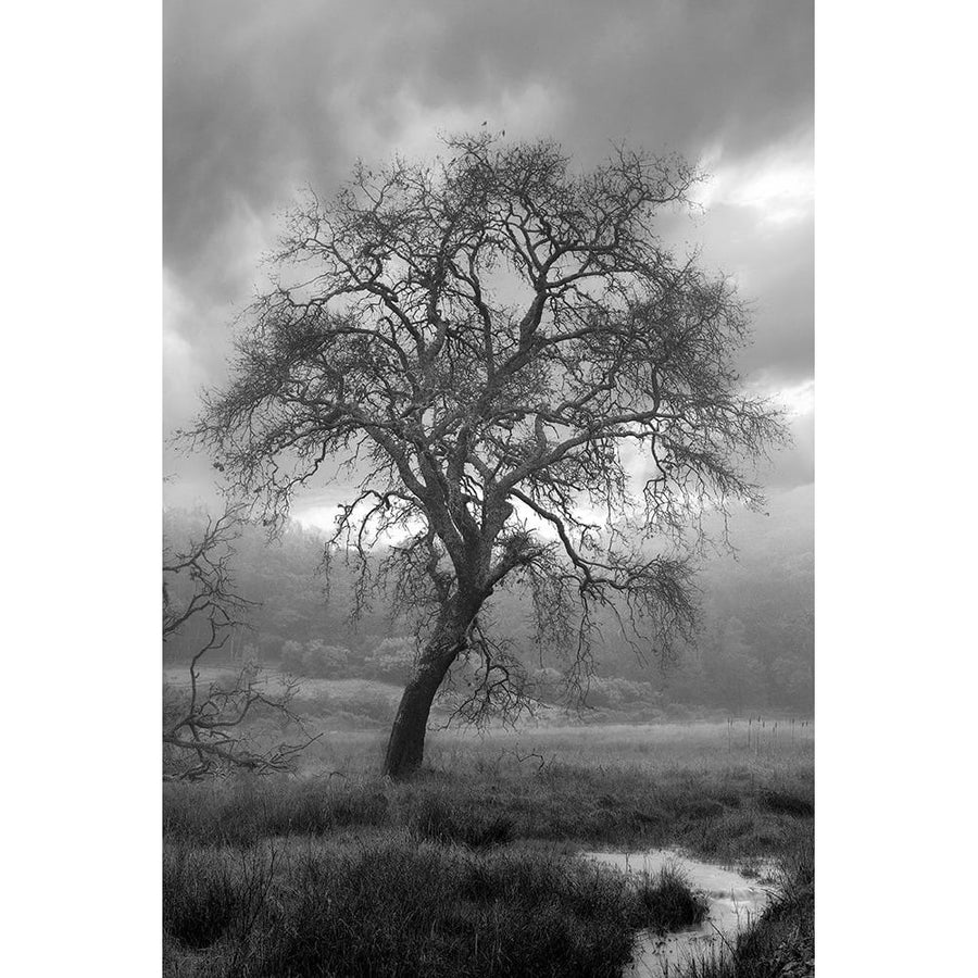 Coastal Oak Series No. 13 Poster Print - Alan Blaustein-VARPDXB4302D Image 1