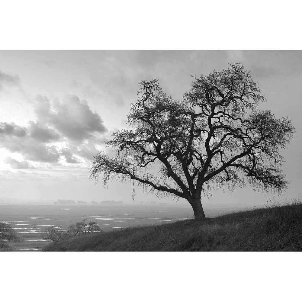 Coastal Oak Series No. 48 Poster Print - Alan Blaustein-VARPDXB4308D Image 1