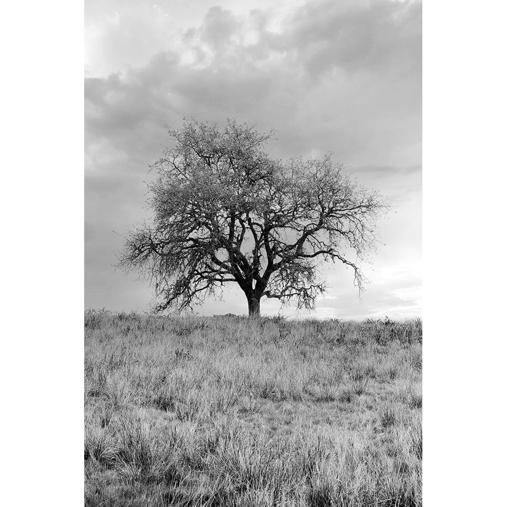 Coastal Oak Series No. 26 Poster Print - Alan Blaustein-VARPDXB4310D Image 1