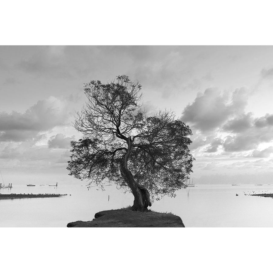 Coastal Oak Series No. 36 Poster Print - Alan Blaustein-VARPDXB4313D Image 1