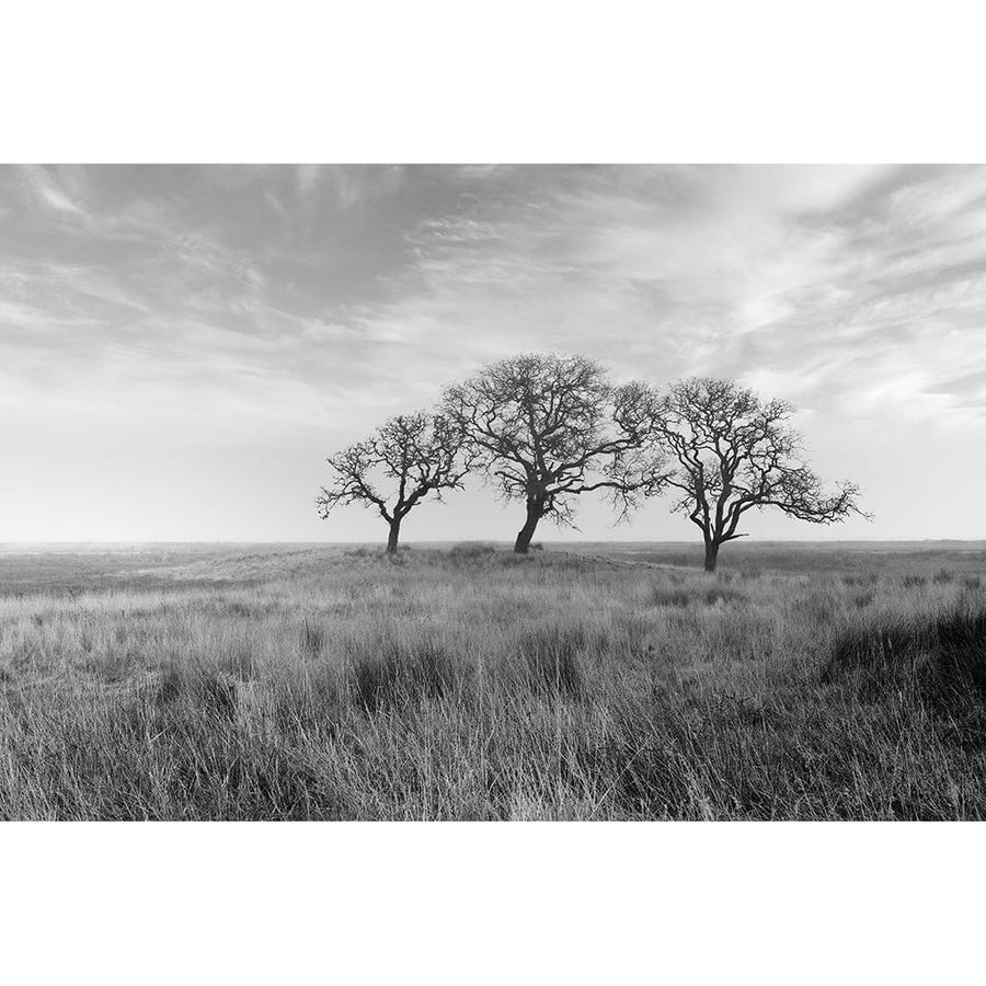 Coastal Oak Series No. 40 Poster Print - Alan Blaustein-VARPDXB4314D Image 1