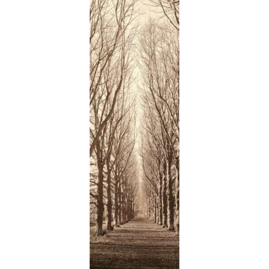 Poplar Trees Poster Print by Alan Blaustein-VARPDXB944D Image 1