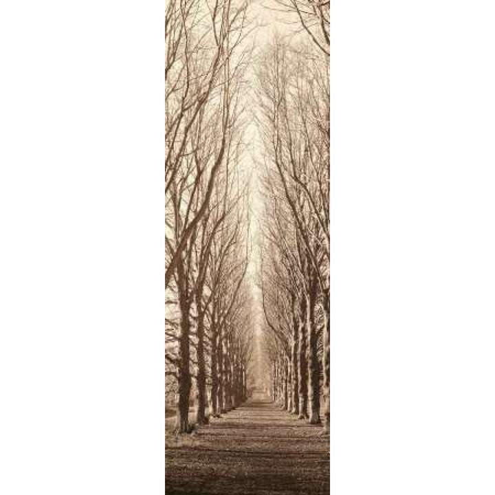 Poplar Trees Poster Print by Alan Blaustein-VARPDXB944D Image 2