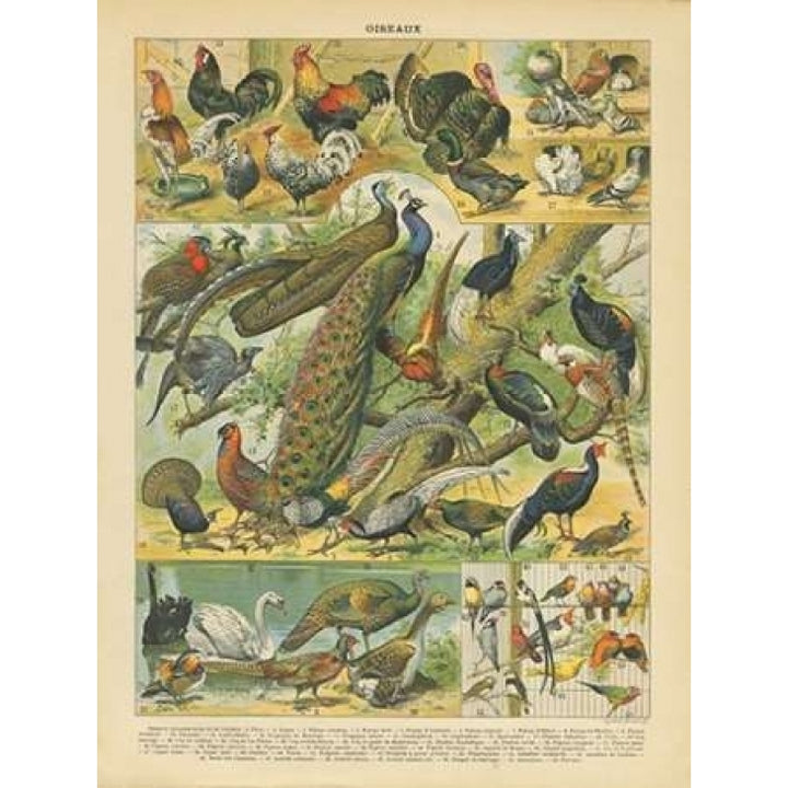 Oiseaux I Poster Print by Gwendolyn Babbitt-VARPDXBAB054 Image 1