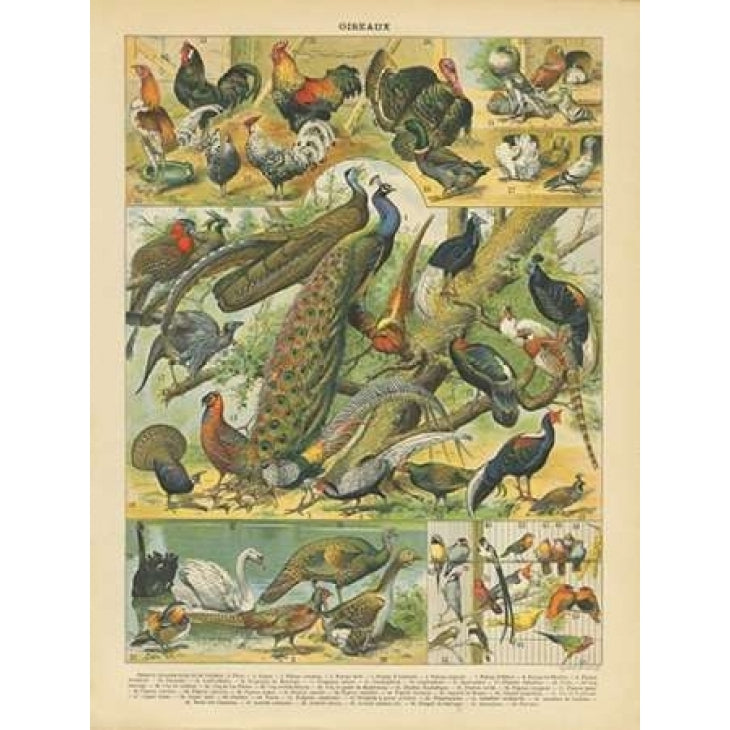 Oiseaux I Poster Print by Gwendolyn Babbitt-VARPDXBAB054 Image 2