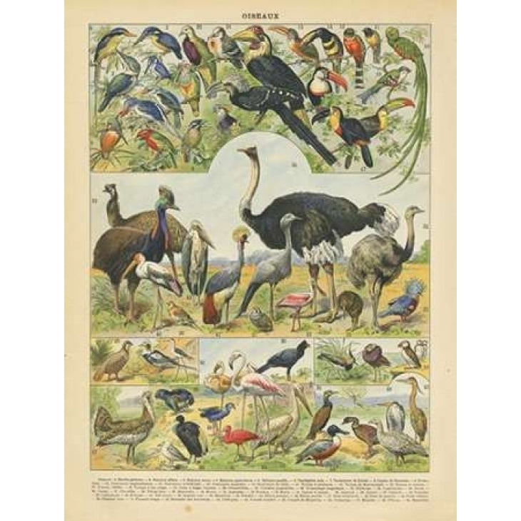 Oiseaux IV Poster Print by Gwendolyn Babbitt-VARPDXBAB057 Image 2