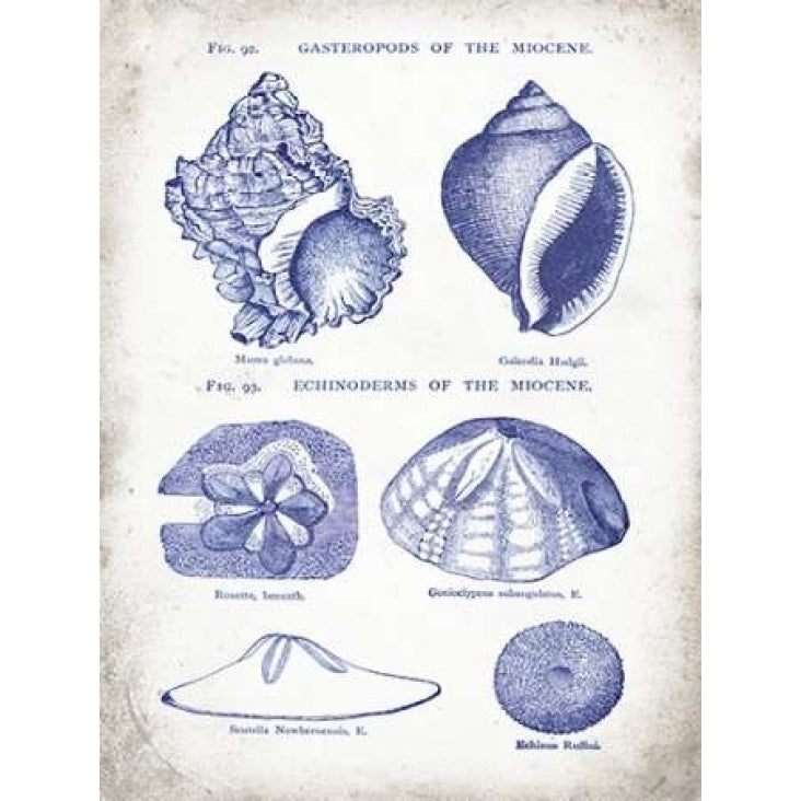 Indigo Shells I Poster Print by Gwendolyn Babbitt-VARPDXBAB097 Image 1