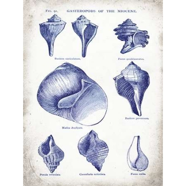 Indigo Shells II Poster Print by Gwendolyn Babbitt-VARPDXBAB098 Image 2