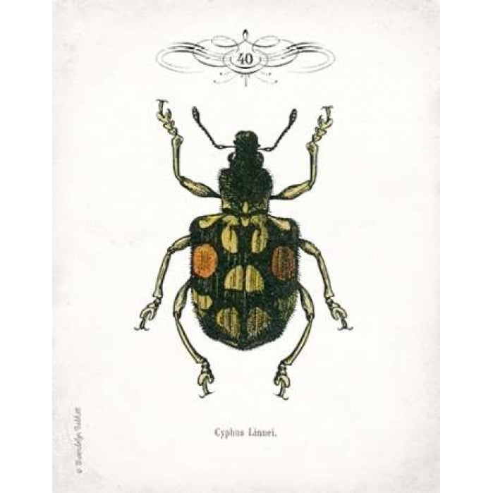 Beetle IV Poster Print by Gwendolyn Babbitt-VARPDXBAB104 Image 1