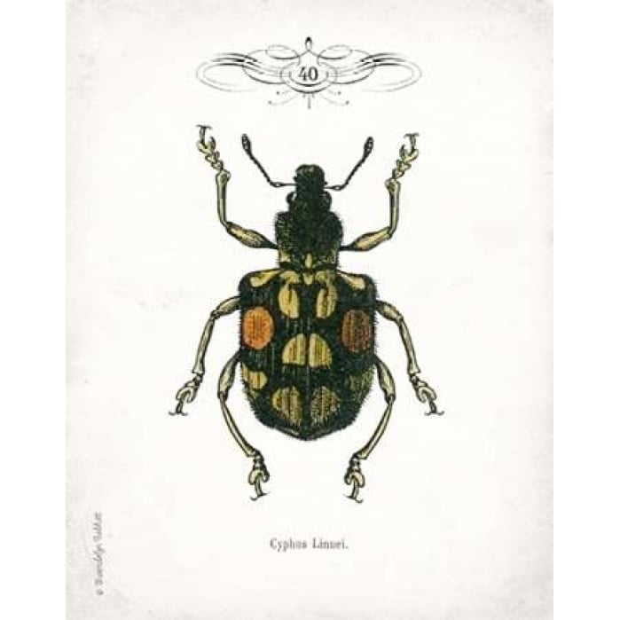 Beetle IV Poster Print by Gwendolyn Babbitt-VARPDXBAB104 Image 2