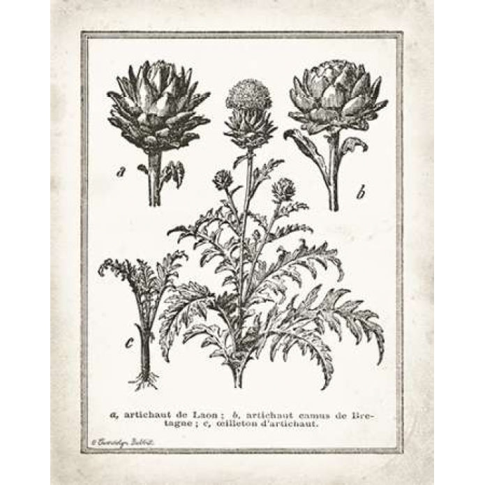 French Artichokes Poster Print by Gwendolyn Babbitt-VARPDXBAB356 Image 1