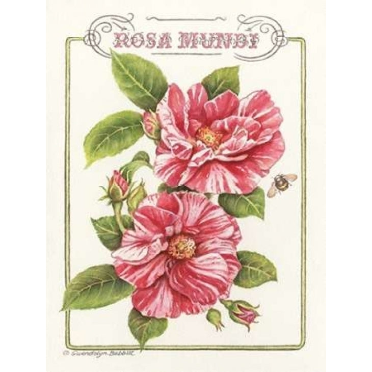 Rosa Mundi Poster Print by Gwendolyn Babbitt-VARPDXBAB351 Image 2