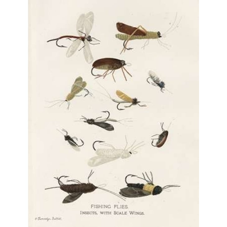 Fishing Flies I Poster Print by Gwendolyn Babbitt-VARPDXBAB389 Image 2