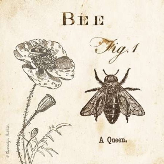 Bee Fig 1 Poster Print by Gwendolyn Babbitt-VARPDXBAB401 Image 1