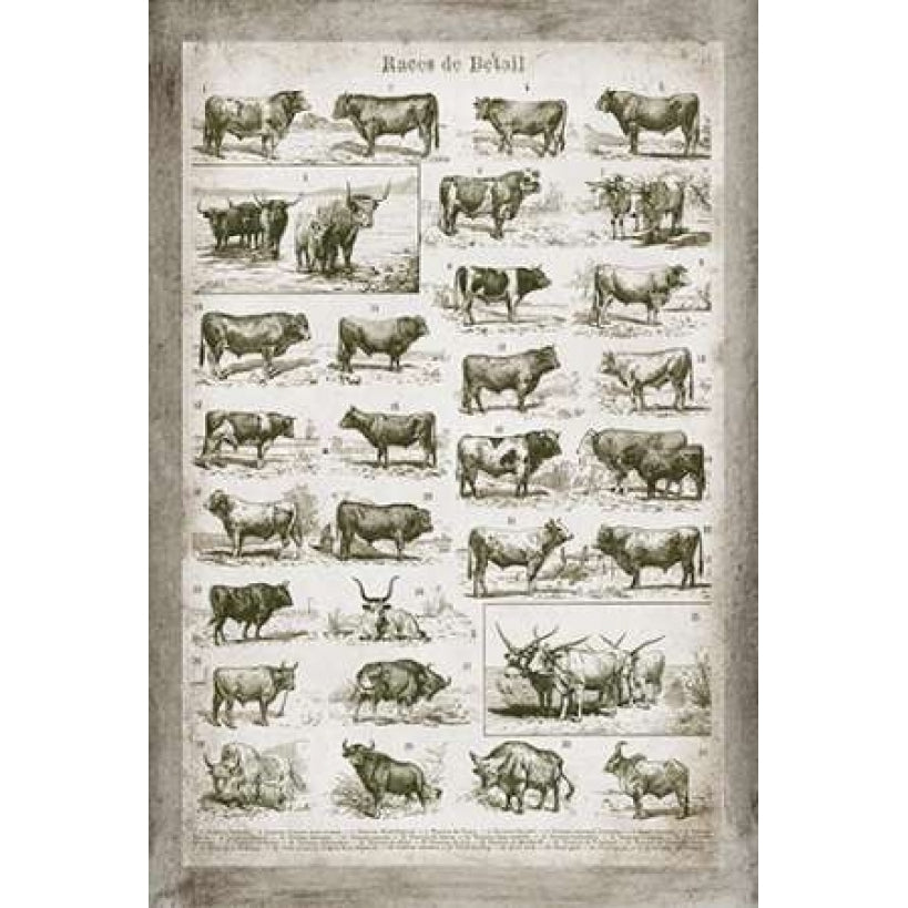 French Cow Chart Poster Print by Gwendolyn Babbitt-VARPDXBAB424 Image 1