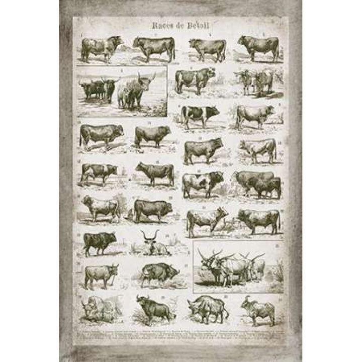 French Cow Chart Poster Print by Gwendolyn Babbitt-VARPDXBAB424 Image 2