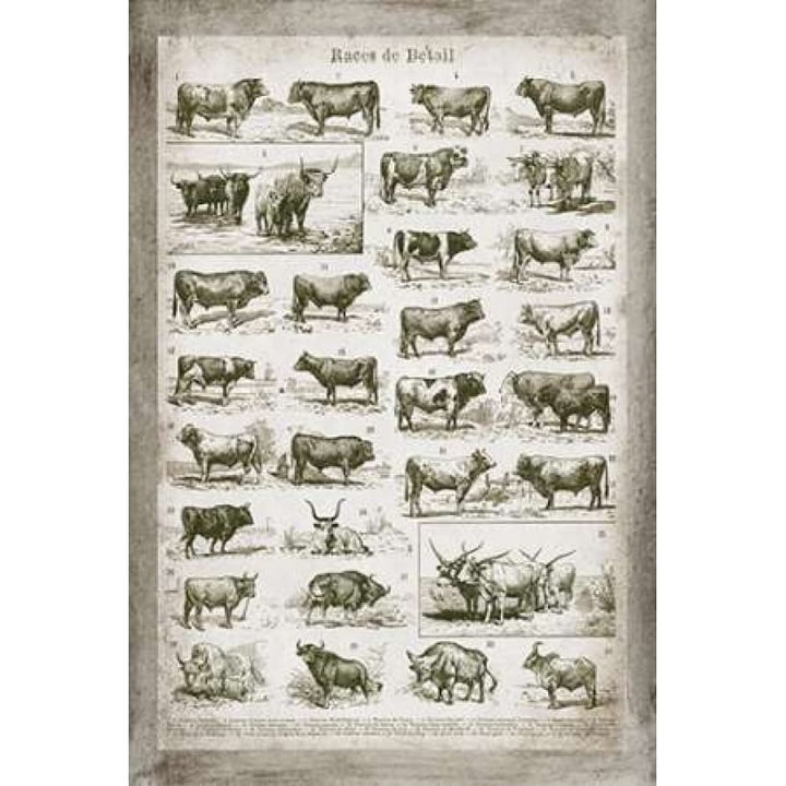 French Cow Chart Poster Print by Gwendolyn Babbitt-VARPDXBAB424 Image 1