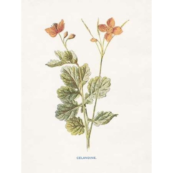 Celandine Poster Print by Gwendolyn Babbitt-VARPDXBAB434 Image 2