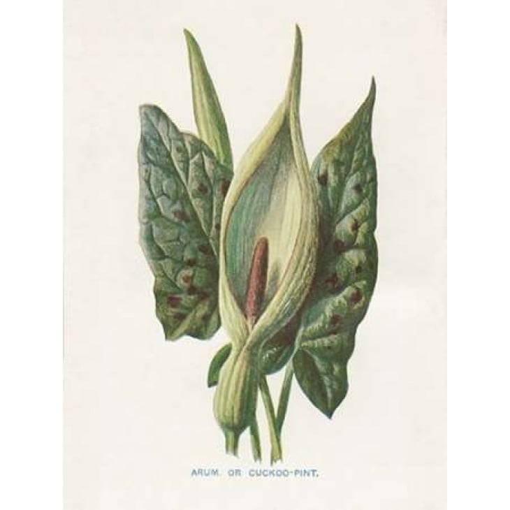 Green Arum Poster Print by Gwendolyn Babbitt-VARPDXBAB433 Image 2