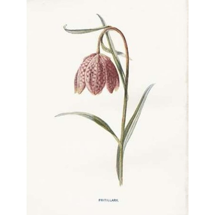 Fritillary Poster Print by Gwendolyn Babbitt-VARPDXBAB438 Image 2