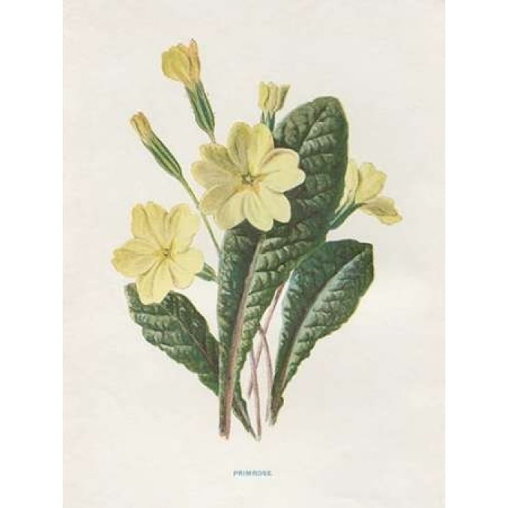 Primrose Poster Print by Gwendolyn Babbitt-VARPDXBAB441 Image 1