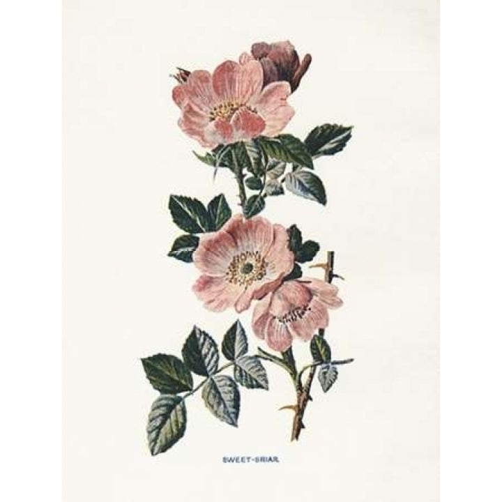 Sweet Briar Poster Print by Gwendolyn Babbitt-VARPDXBAB440 Image 1