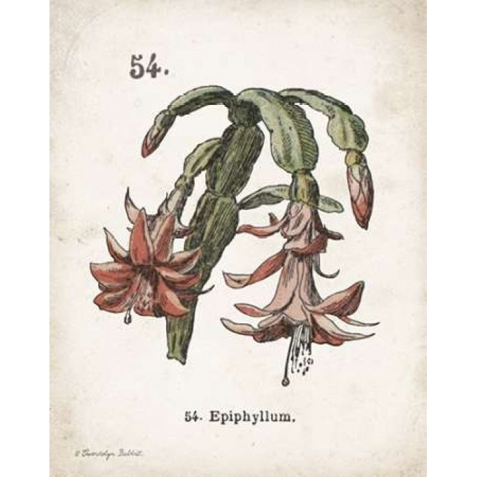 Cacti II Poster Print by Gwendolyn Babbitt-VARPDXBAB446 Image 1