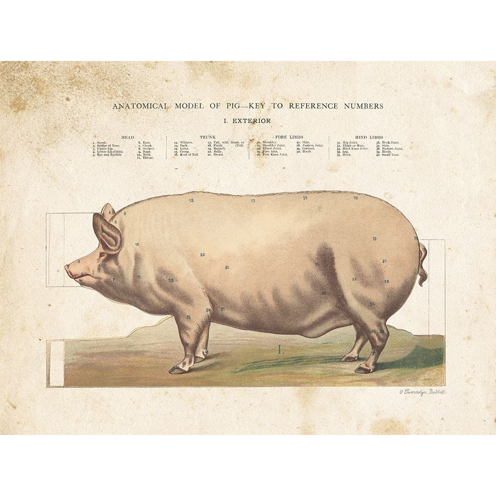 Anatomical Model Pig Poster Print by Gwendolyn Babbitt-VARPDXBAB479 Image 1