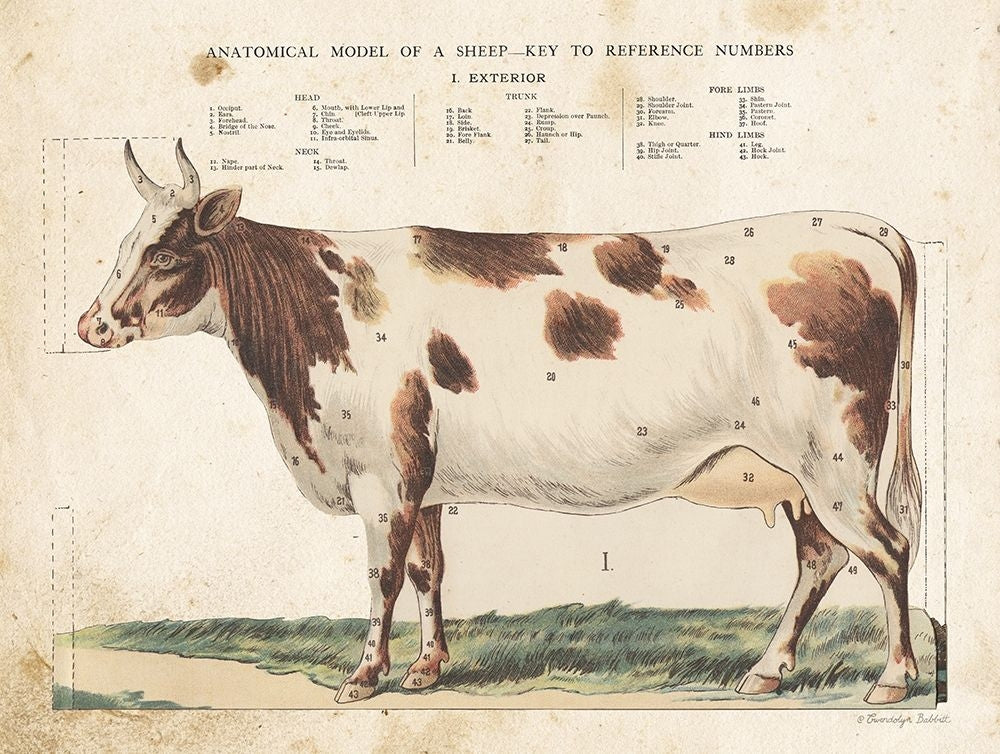 Anatomical Model Cow Poster Print by Gwendolyn Babbitt-VARPDXBAB477 Image 1