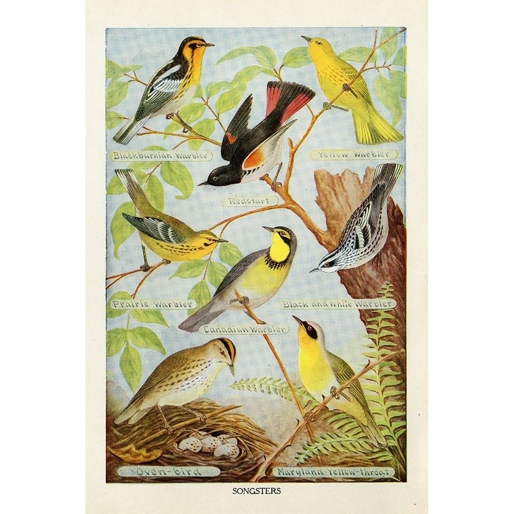 Bird Chart III Poster Print by Gwendolyn Babbitt-VARPDXBAB531 Image 1