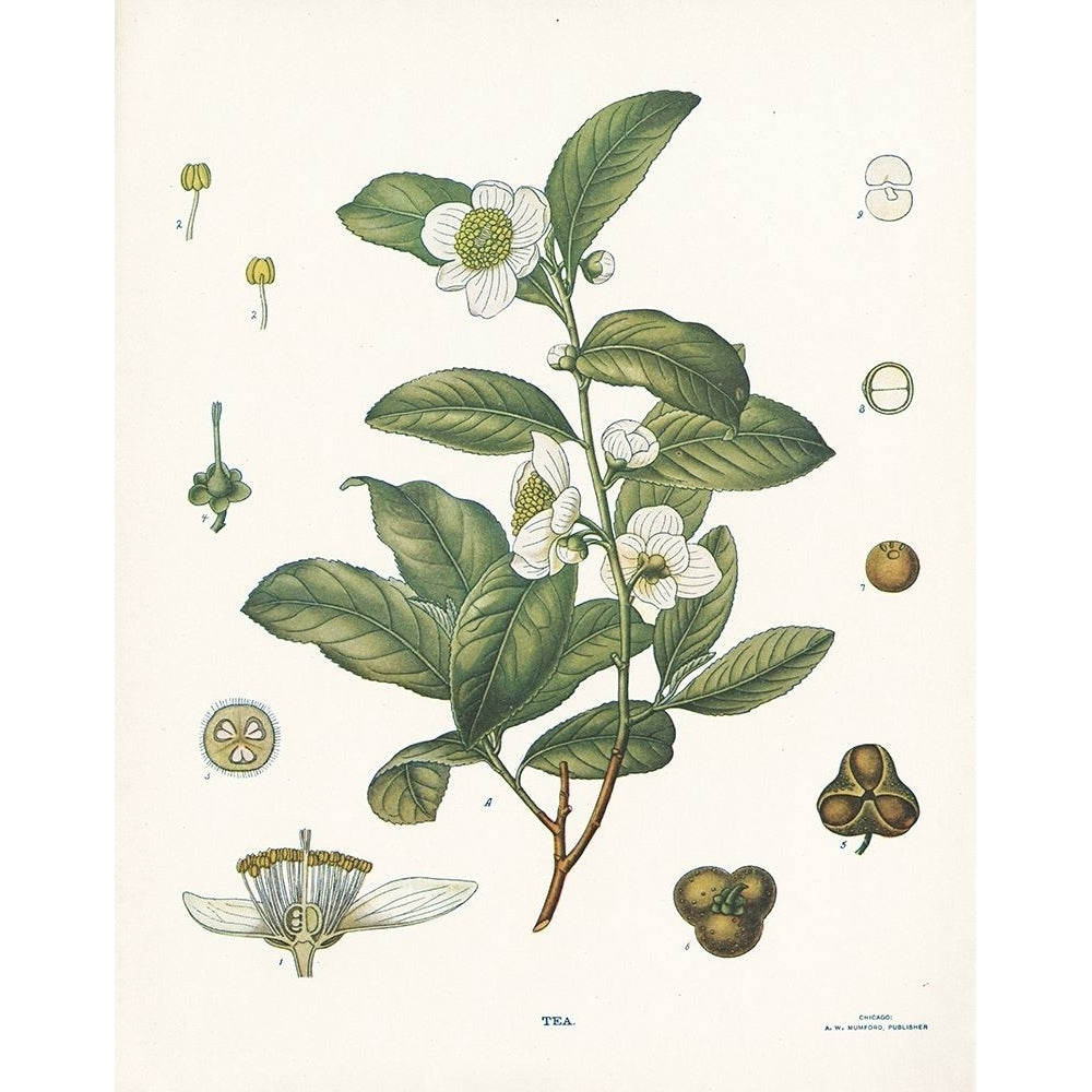 Tea Botanical by Gwendolyn Babbitt-VARPDXBAB537 Image 1