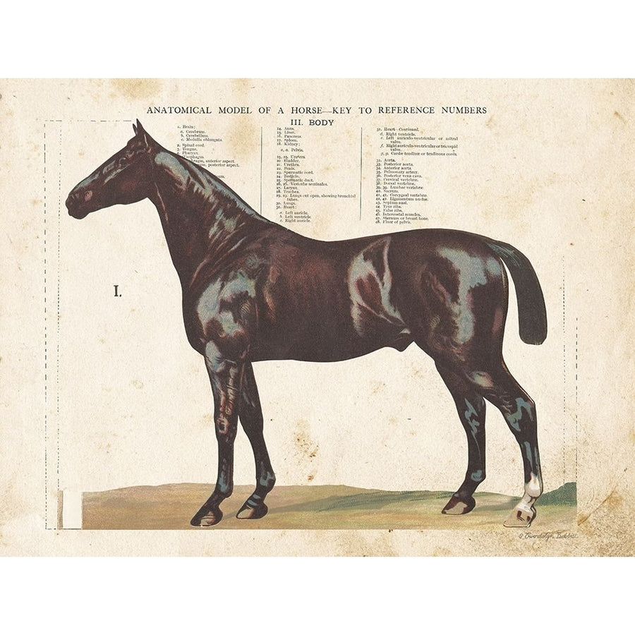 Anatomical Model Horse Poster Print by Gwendolyn Babbitt-VARPDXBAB478 Image 1