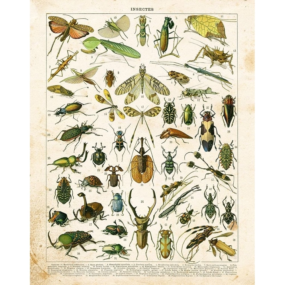 Bug Chart I Poster Print by Gwendolyn Babbitt-VARPDXBAB525 Image 1