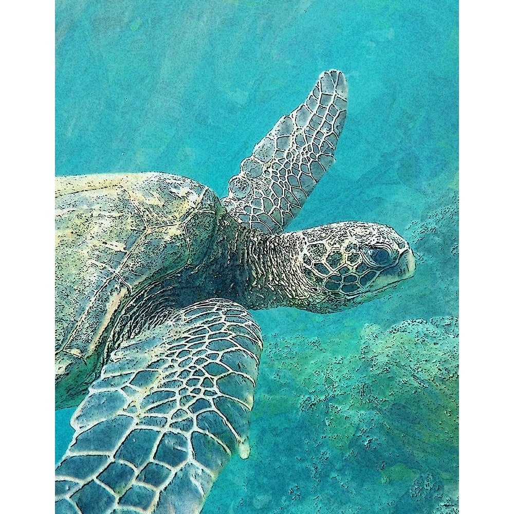 Sea Turtle 1 Poster Print by Ann Bailey-VARPDXBARC037A Image 1