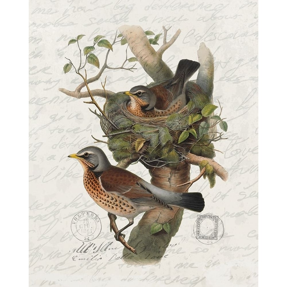 Nesting 1 Poster Print by Ann Bailey-VARPDXBARC065A Image 1