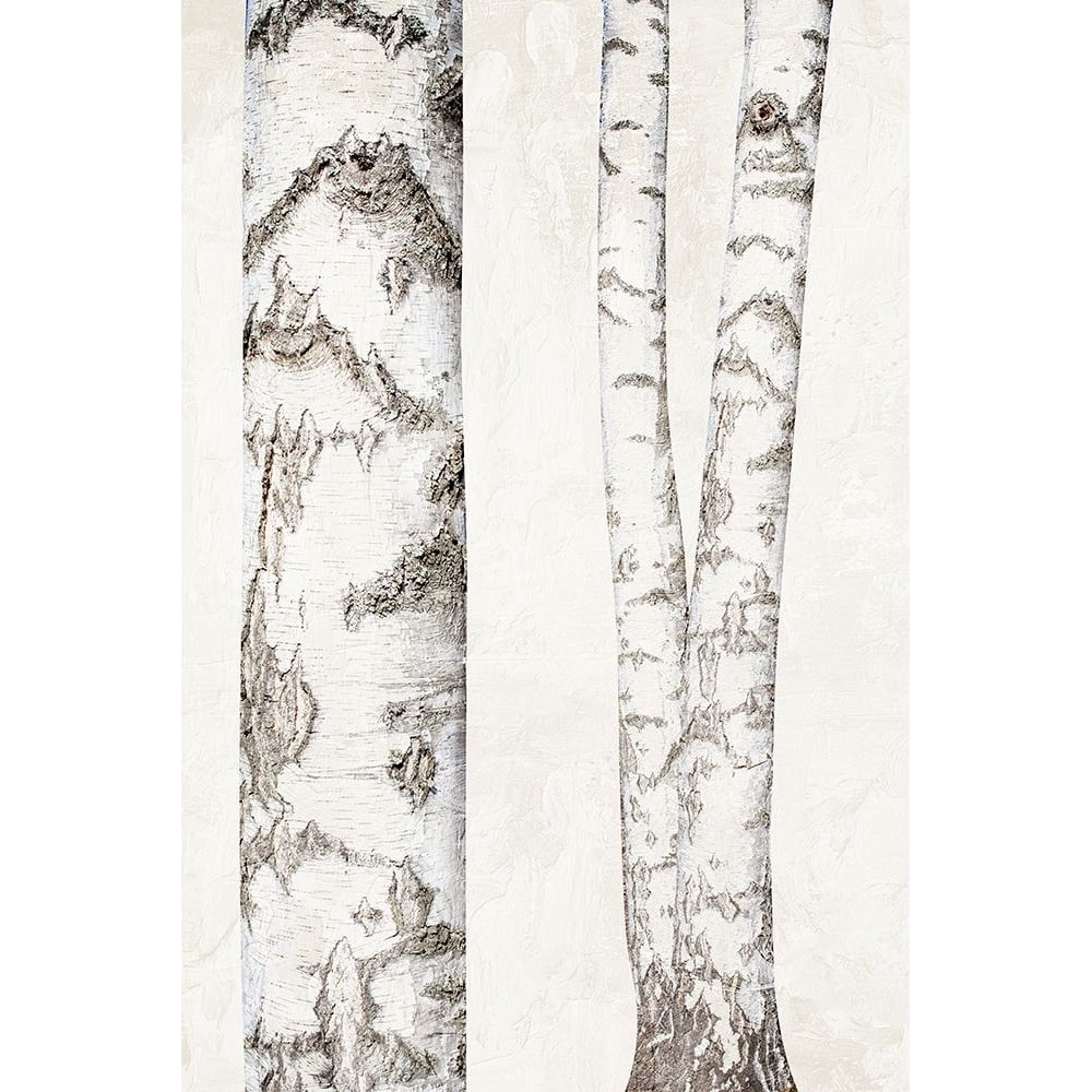 Birches 2 Poster Print - Ann Bailey-VARPDXBARC160B Image 1