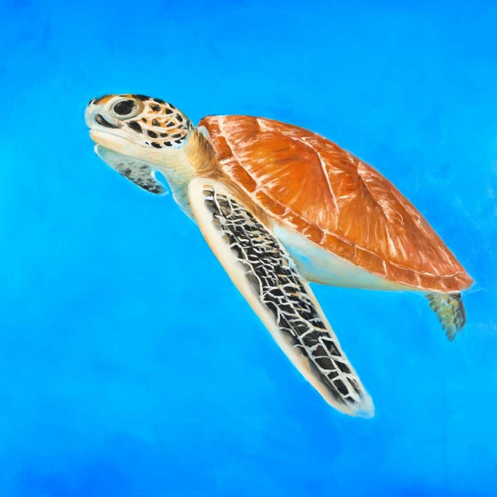 Sea Turtle Poster Print by Atelier B Art Studio-VARPDXBEGANI274 Image 1