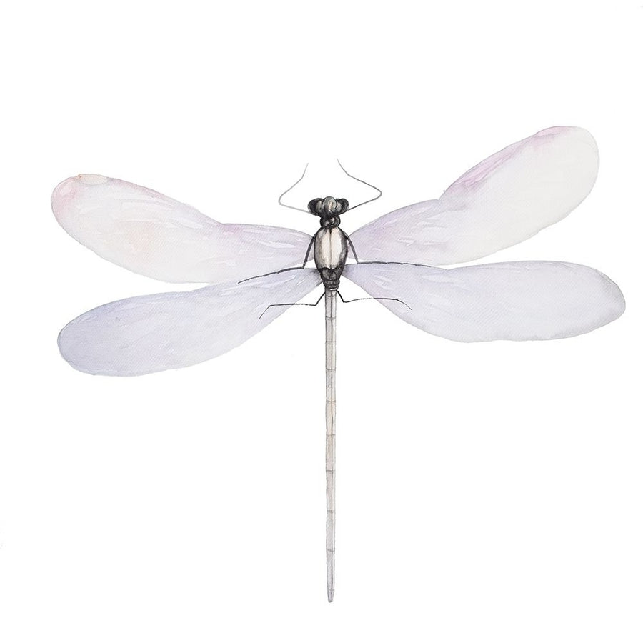 DELICATE DRAGONFLY Poster Print by Atelier B Art Studio-VARPDXBEGANI459 Image 1