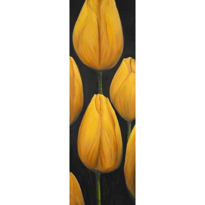 Six Daffodils Flowers Poster Print by Atelier B Art Studio-VARPDXBEGFLO124 Image 1