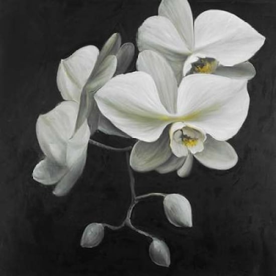 White Orchids Poster Print by Atelier B Art Studio-VARPDXBEGFLO131 Image 1